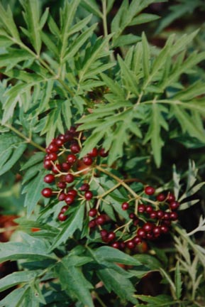 Elderberry Cut Leaf with Fruit